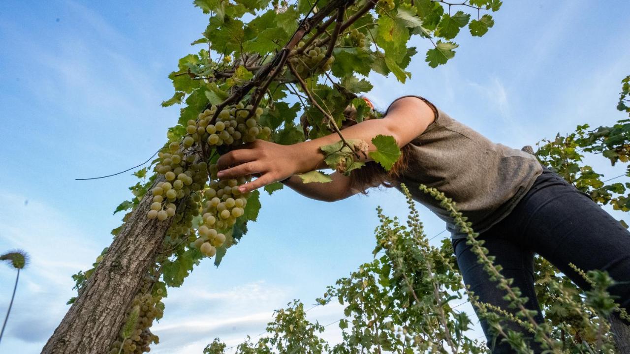 Chateau Mosmieri Hotel & Winery テラヴィ エクステリア 写真